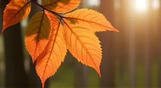 From Branch to Bearing:  The Cultural Significance of Wood Species Selection